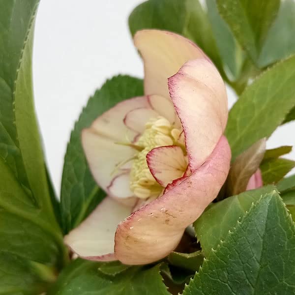 Amazon.co.jp: [ミヨシ]クリスマスローズ：*アプリコットオーケストラ
